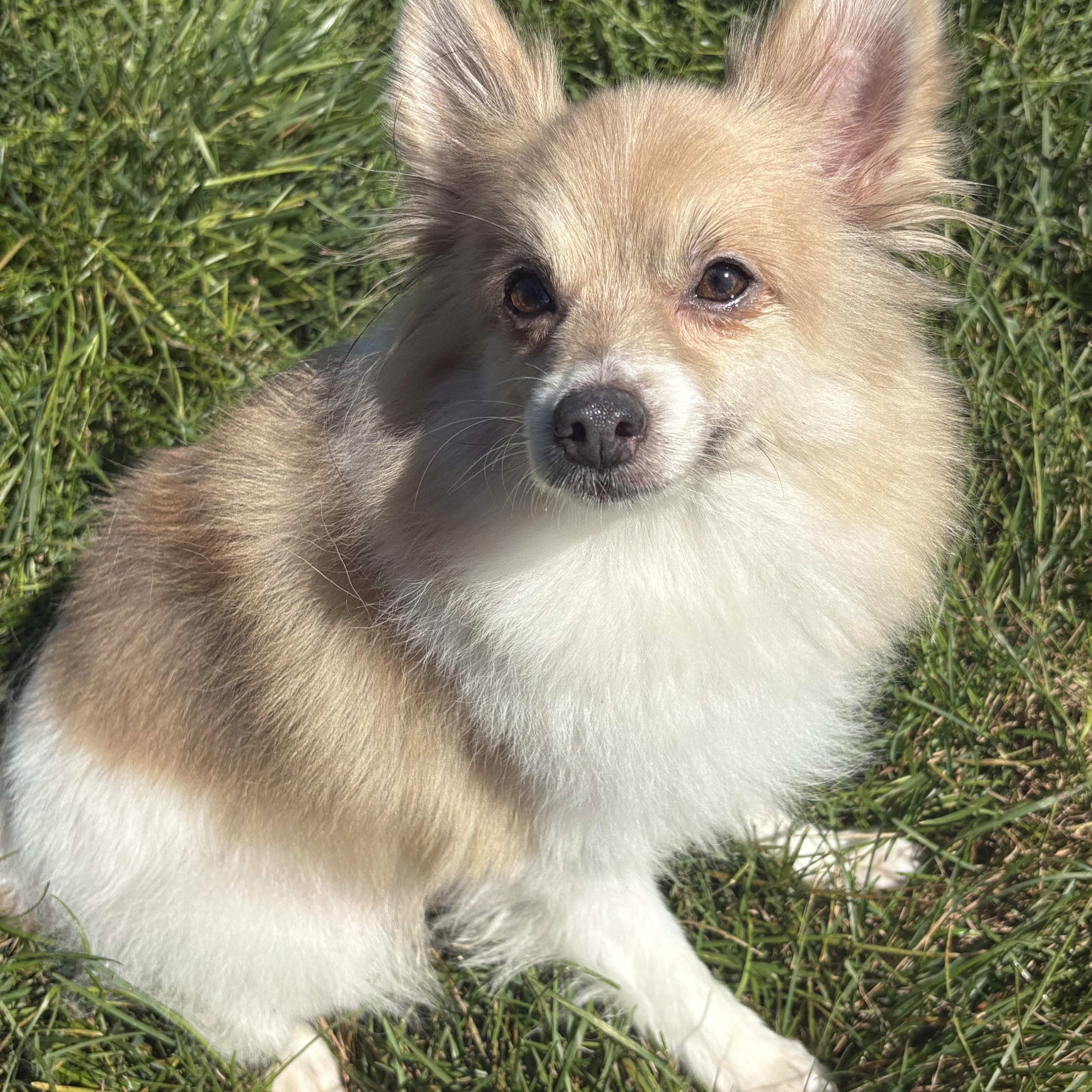 Nimby, an adoptable Pomeranian in Grant, NE, 69140 | Photo Image 3