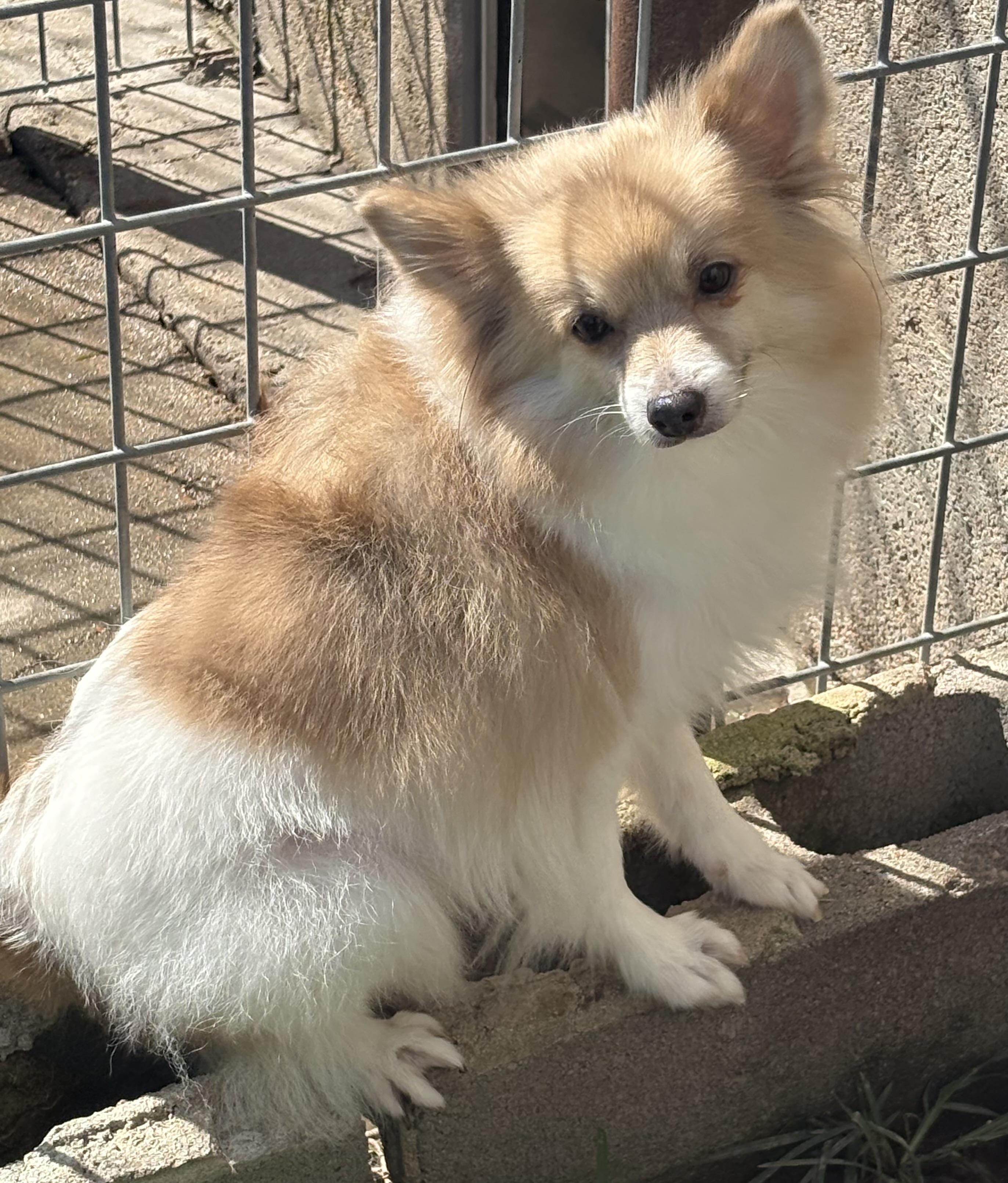 Nimby, an adoptable Pomeranian in Grant, NE, 69140 | Photo Image 2