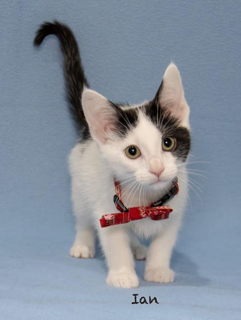 Ian, Adoptable, Kitten Male Domestic Short Hair.