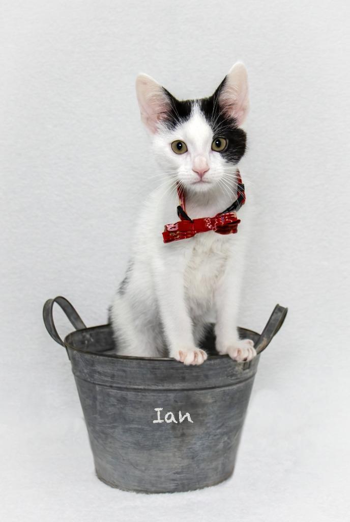 Ian, a Adoptable mixed breed in Hot Springs Village, AR image 2/2