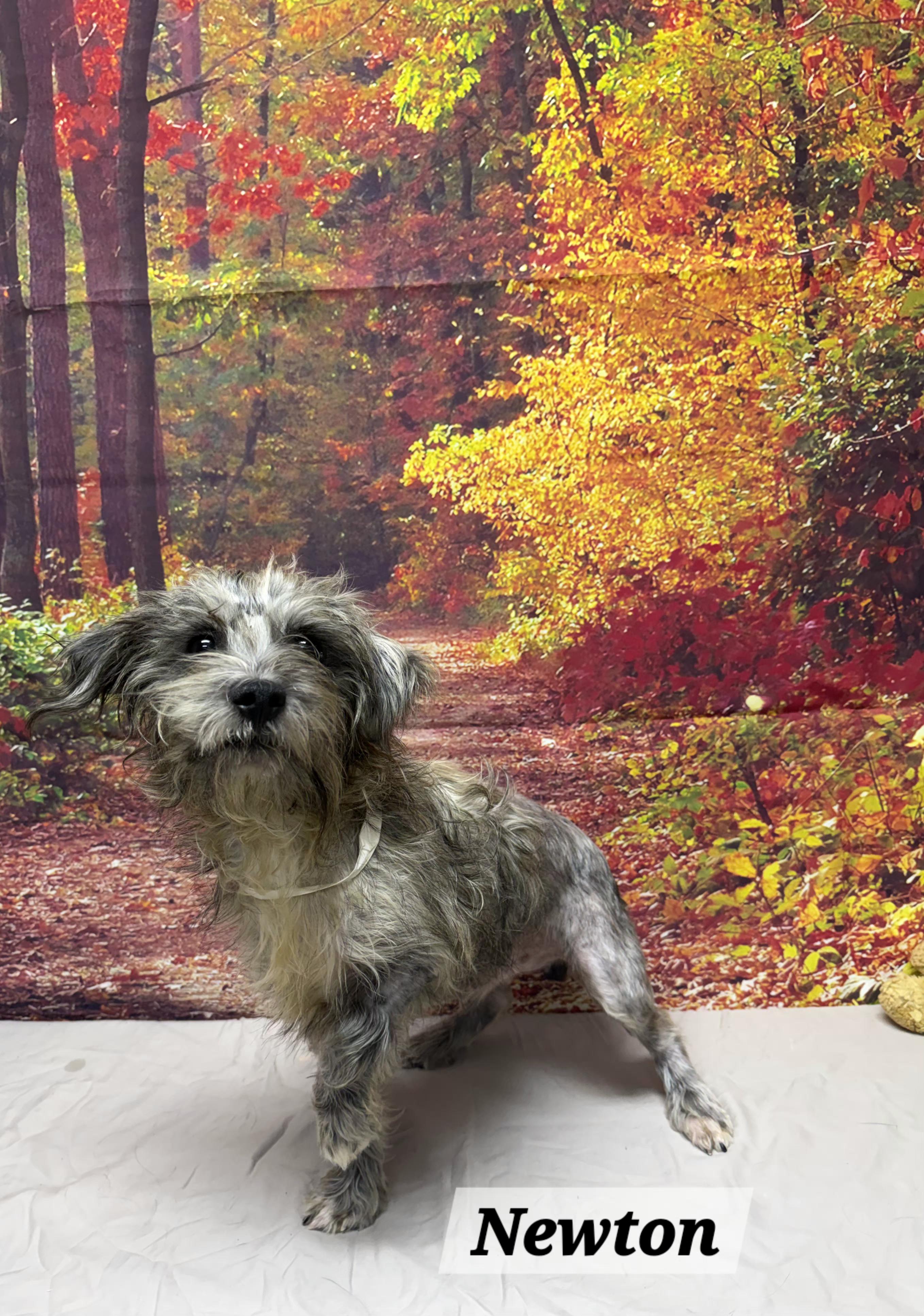Newton, Adoptable, Adult Male Yorkshire Terrier.