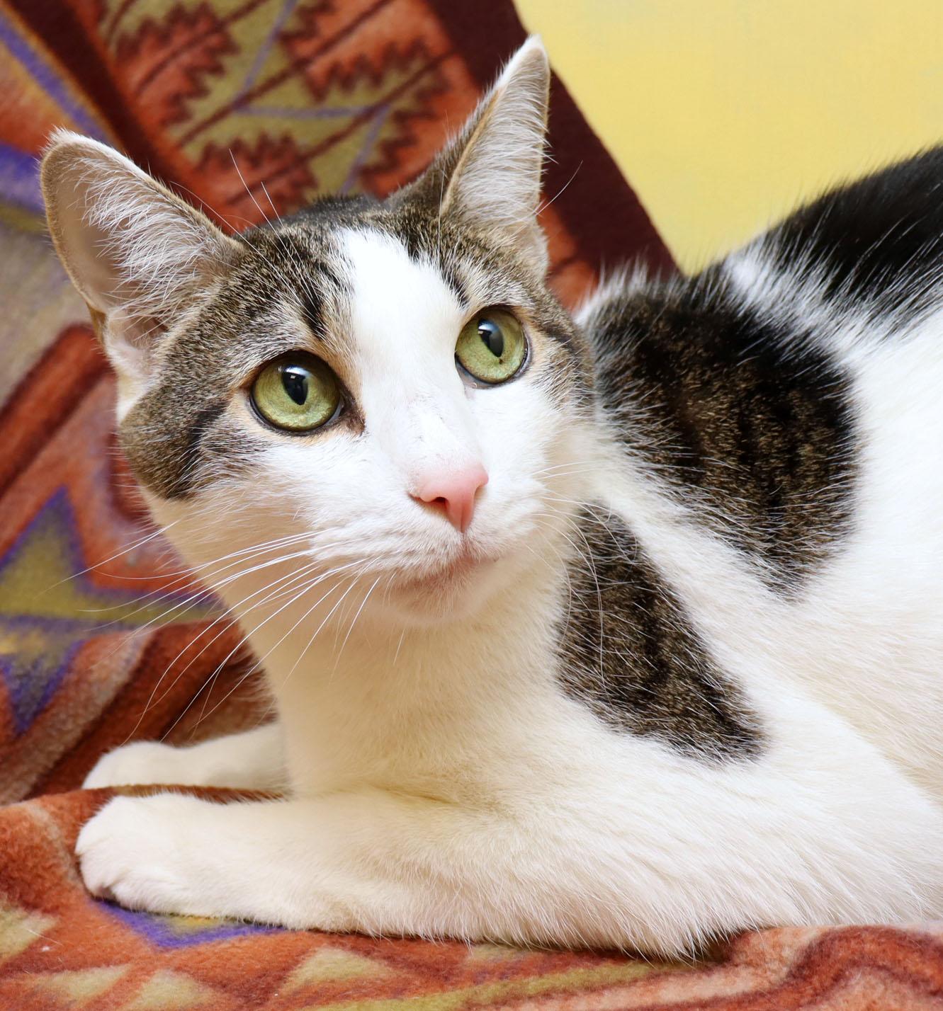 Louie, ADOPTABLE, Senior Male Domestic Short Hair.