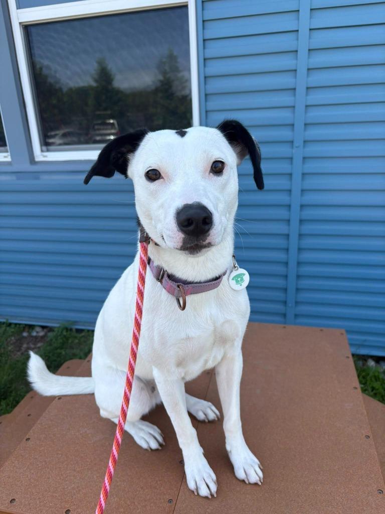 Diamond, a Adoptable mixed breed in North Syracuse, NY image 1/6