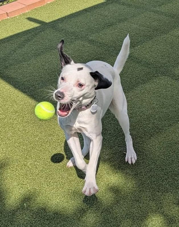 Diamond, a Adoptable mixed breed in North Syracuse, NY image 2/6