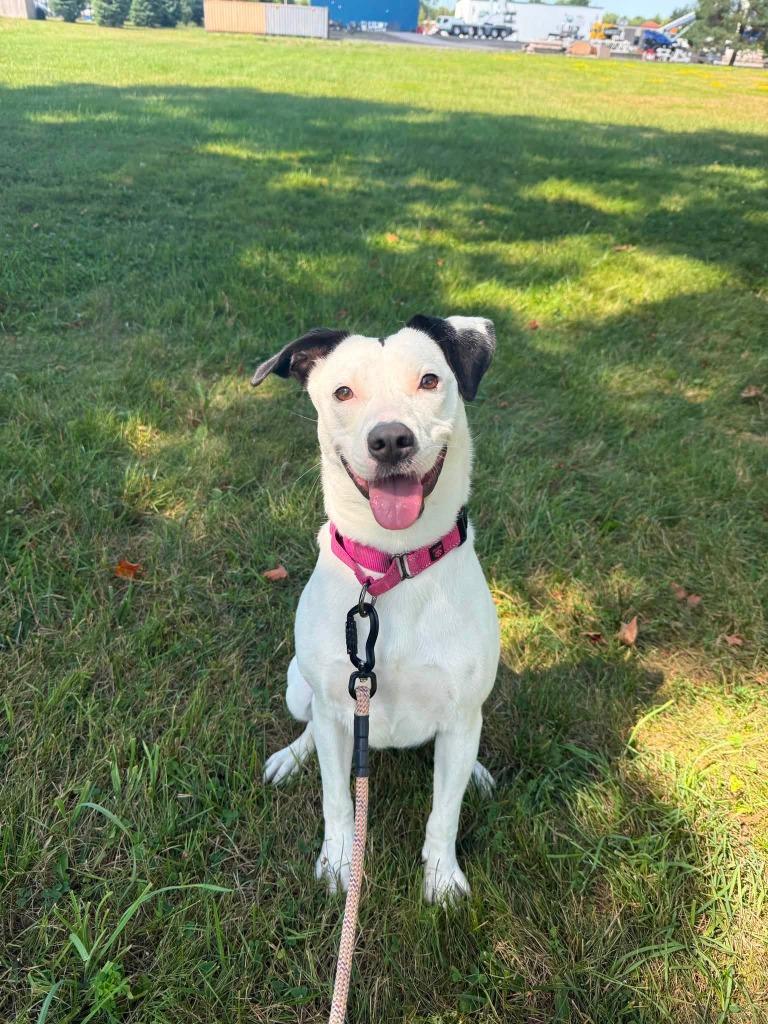 Diamond, a Adoptable mixed breed in North Syracuse, NY image 3/6