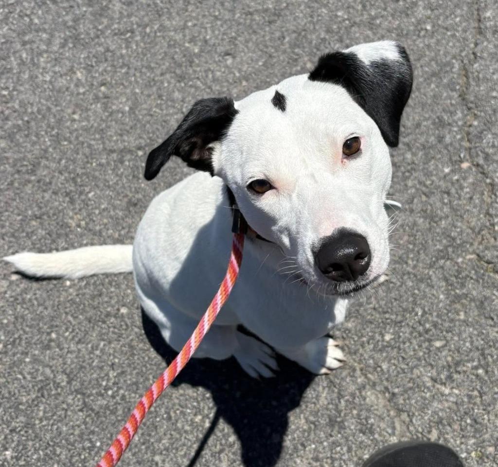 Diamond, a Adoptable mixed breed in North Syracuse, NY image 3/6