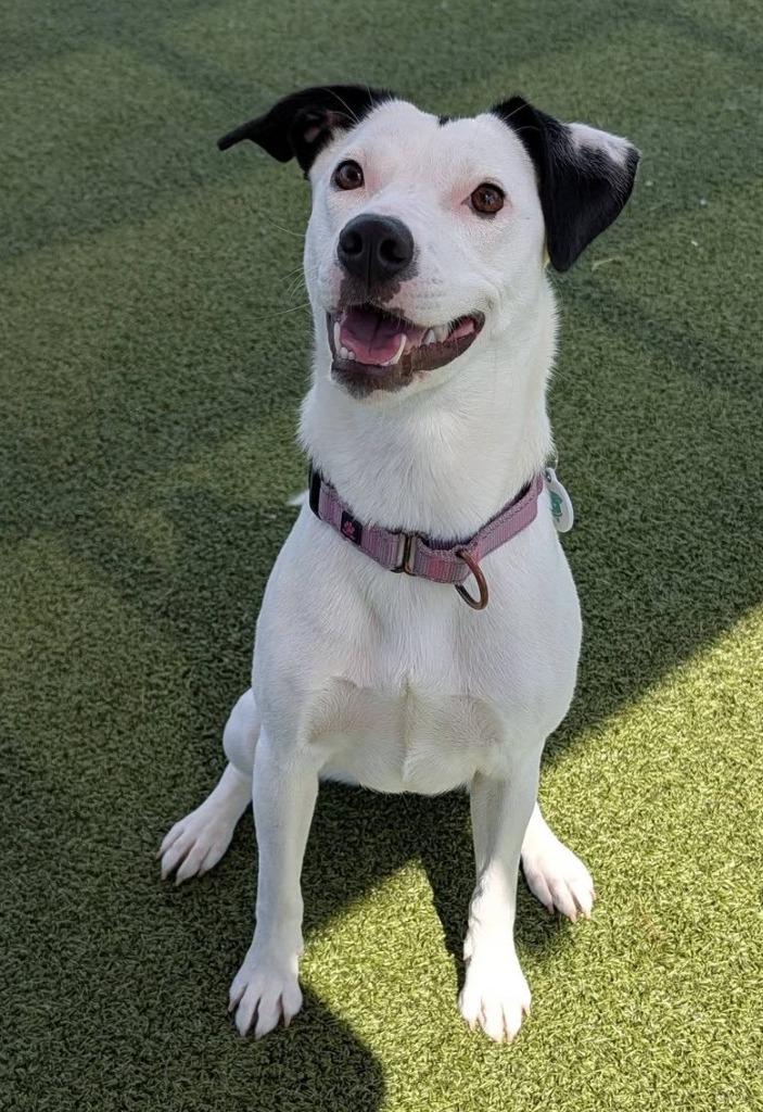 Diamond, a Adoptable mixed breed in North Syracuse, NY image 4/6