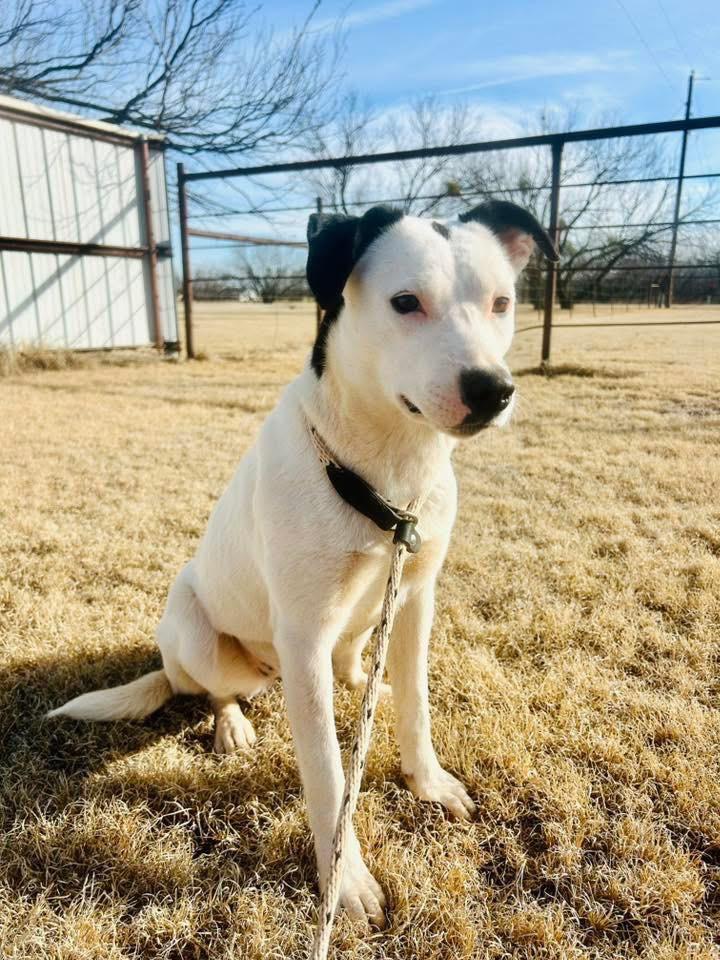 Diamond, a Adoptable mixed breed in North Syracuse, NY image 5/6