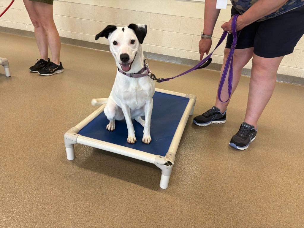 Diamond, a Adoptable mixed breed in North Syracuse, NY image 6/6