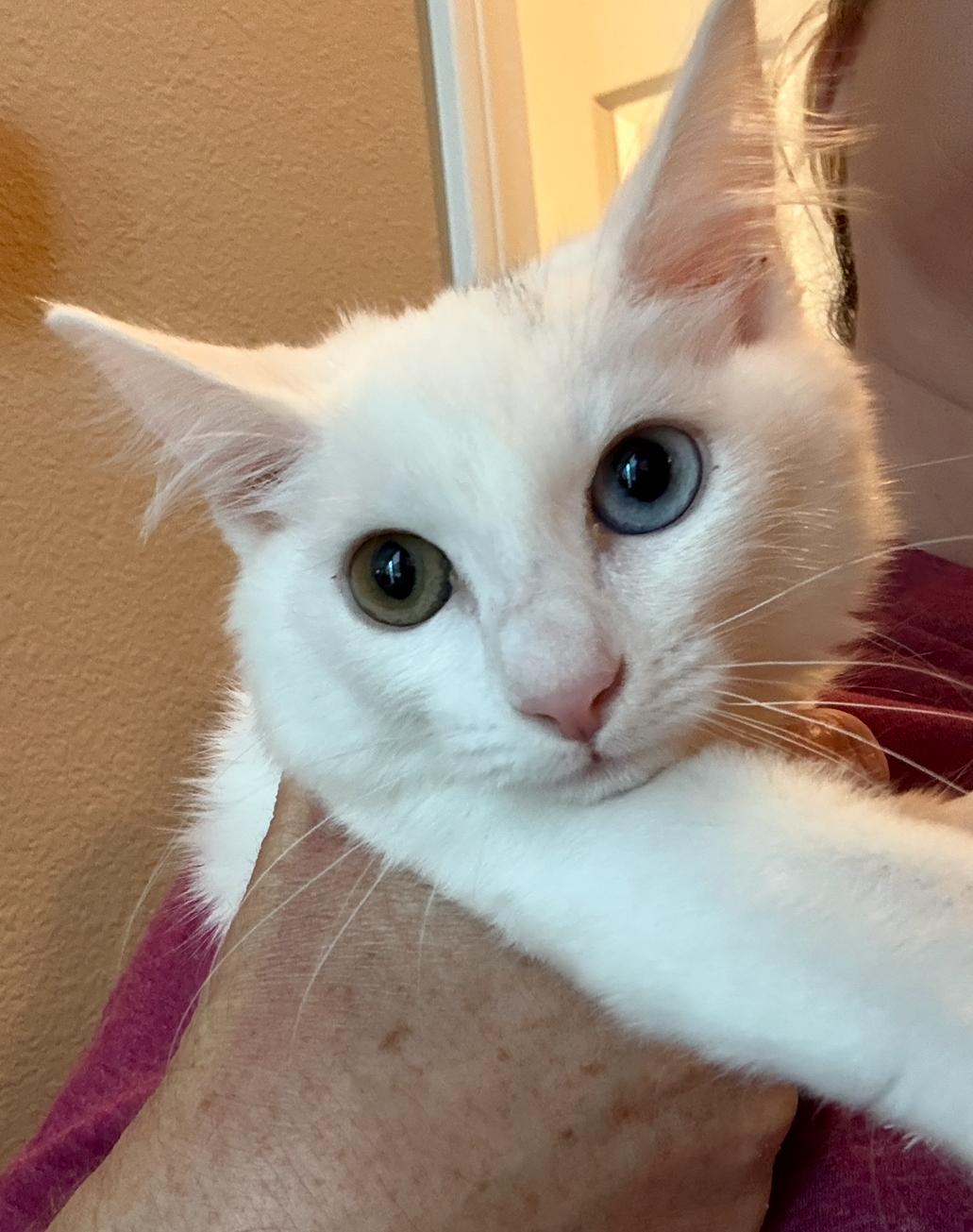 Hettie, ADOPTABLE, Kitten Female Domestic Medium Hair & Turkish Van.