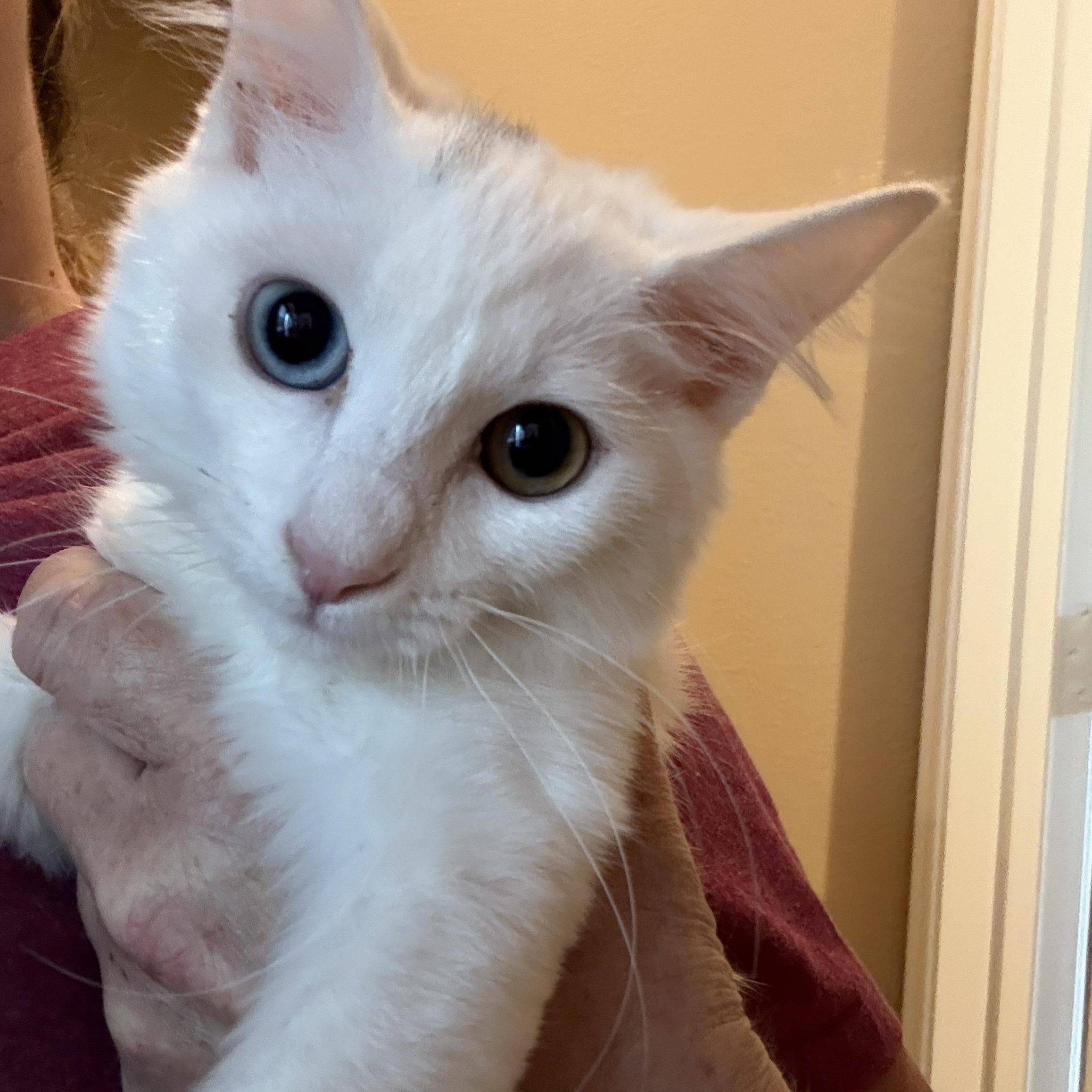 Enlarge Hettie, an adopted mixed breed in Oceanside, CA image 2/2