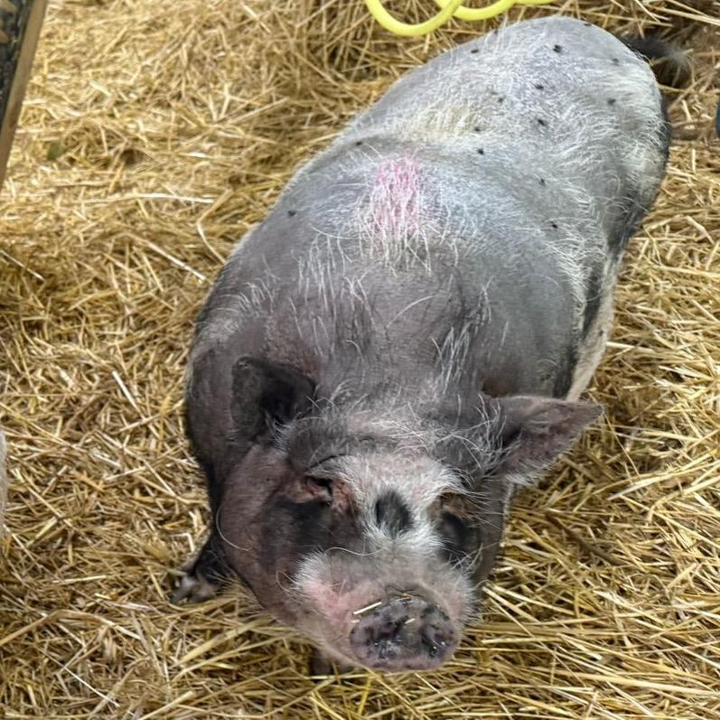 Enlarge Green Grape Tim, a Adoptable Vietnamese Pot Bellied in Puslinch, ON image 1/6
