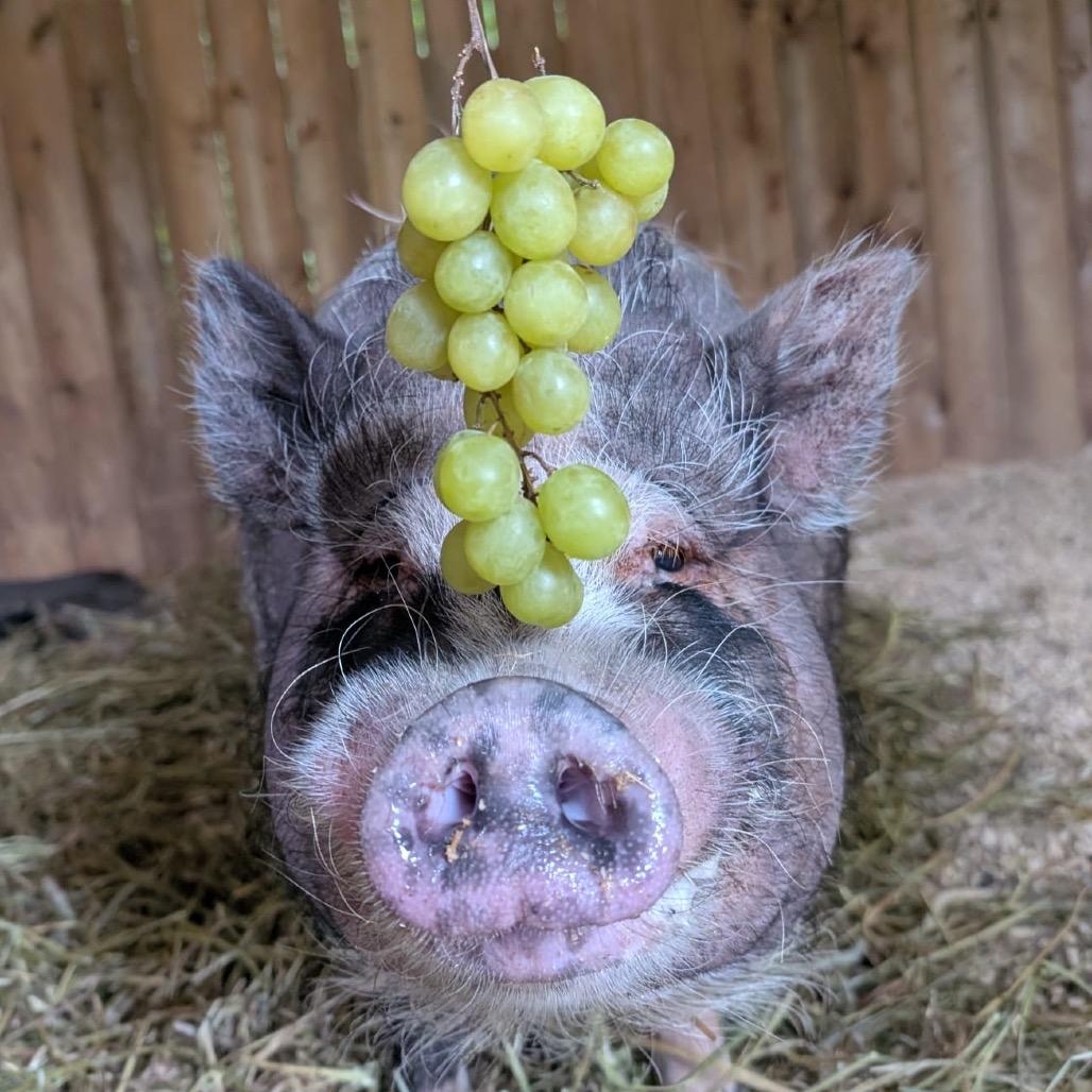 Enlarge Green Grape Tim, a Adoptable Vietnamese Pot Bellied in Puslinch, ON image 2/6
