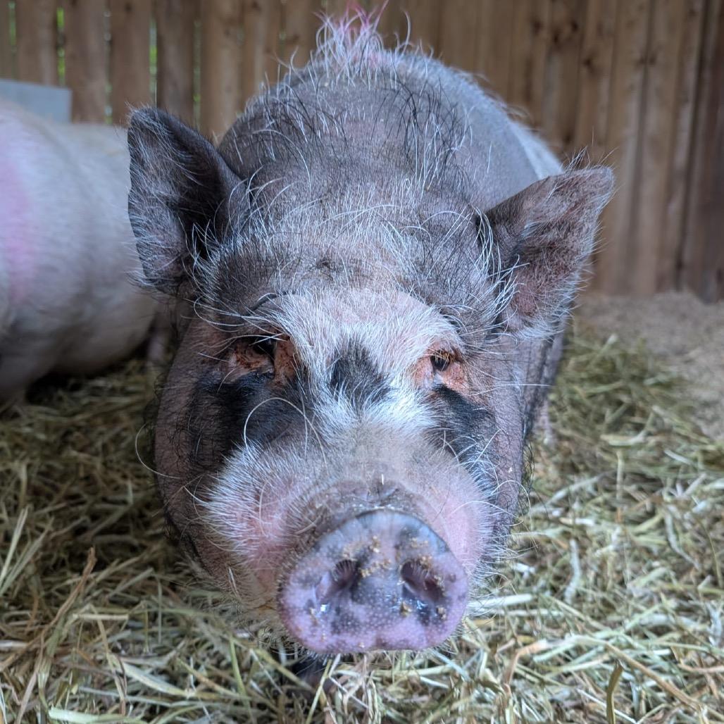 Enlarge Green Grape Tim, a Adoptable Vietnamese Pot Bellied in Puslinch, ON image 3/6