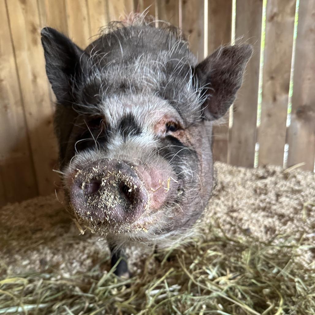 Enlarge Green Grape Tim, a Adoptable Vietnamese Pot Bellied in Puslinch, ON image 5/6