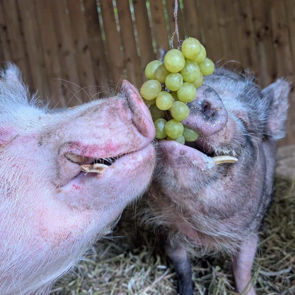 Enlarge Green Grape Tim, a Adoptable Vietnamese Pot Bellied in Puslinch, ON image 6/6