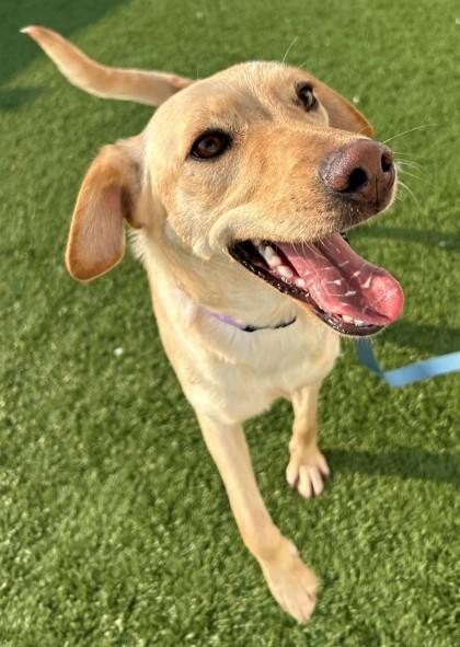 Colleen, ADOPTABLE, Young Female Labrador Retriever.
