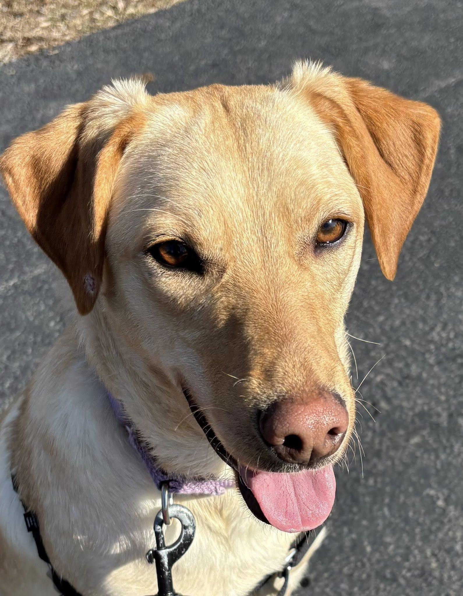 Enlarge Colleen, a ADOPTABLE mixed breed in Downers Grove, IL image 2/6