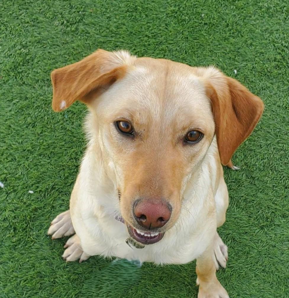 Enlarge Colleen, a ADOPTABLE mixed breed in Downers Grove, IL image 3/6