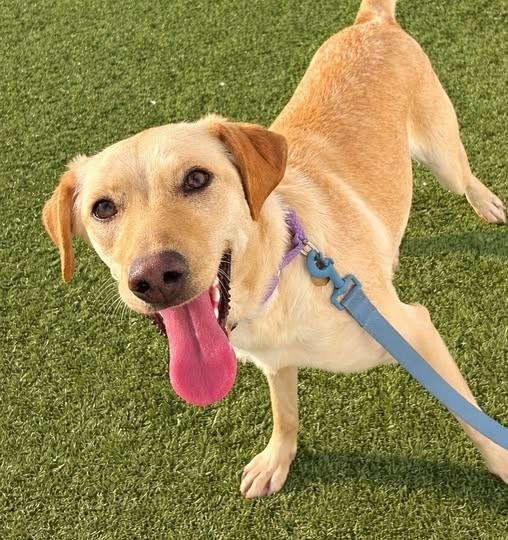 Enlarge Colleen, a ADOPTABLE mixed breed in Downers Grove, IL image 4/6