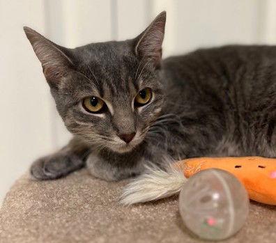 Suki, Adoptable, Young Female Tabby & Domestic Short Hair.