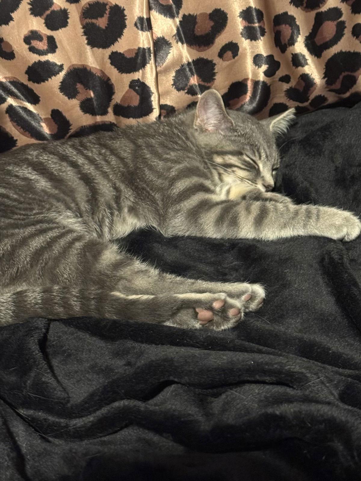 Enlarge Suki, a Adoptable mixed breed in Ringwood, NJ image 2/3