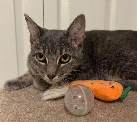 Enlarge Suki, a Adoptable mixed breed in Ringwood, NJ image 3/3