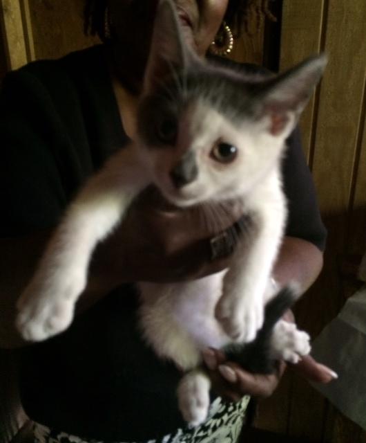 Domino, a Adoptable Domestic Short Hair in Westfield, NJ image 2/4