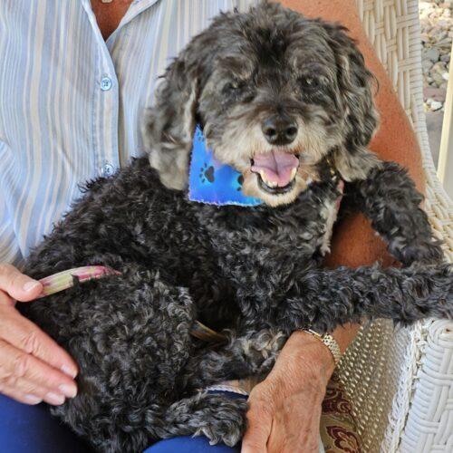 Star H 26073, Adoptable, Senior Female Cockapoo & Miniature Poodle.