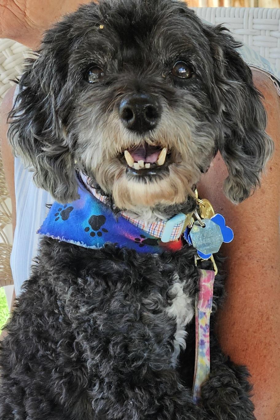 Enlarge Star H 26073, a Adoptable mixed breed in Parker, CO image 2/2