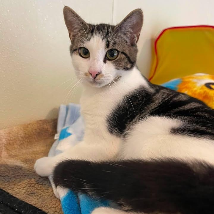 Enlarge Ferncloud, a Adoptable Domestic Short Hair in Winthrop, ME image 3/4
