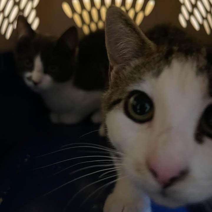 Enlarge Ferncloud, a ADOPTABLE Domestic Short Hair in Winthrop, ME image 2/2