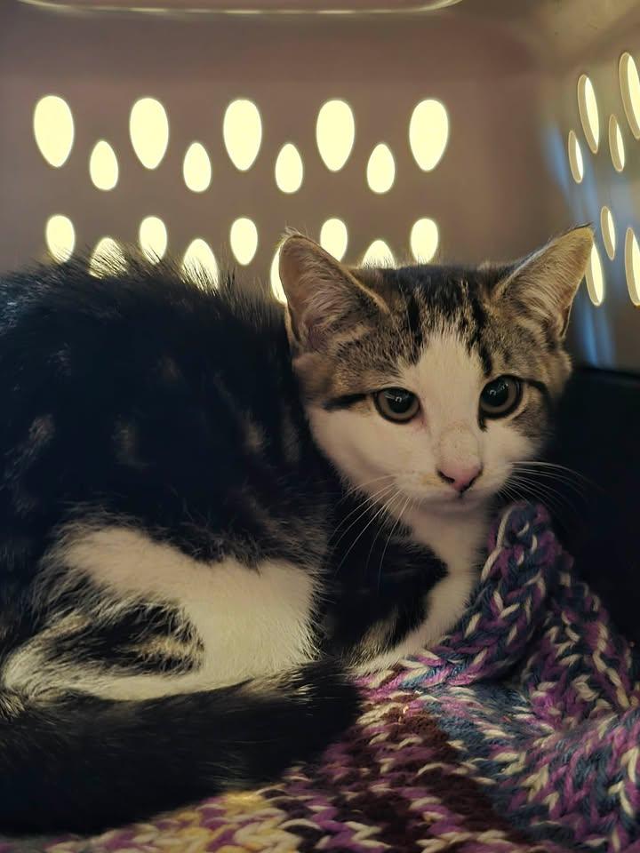 Ferncloud, ADOPTABLE, Kitten Female Domestic Short Hair.