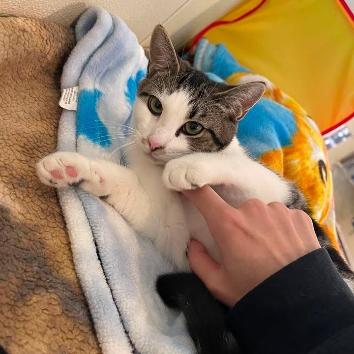 Enlarge Ferncloud, a Adoptable Domestic Short Hair in Winthrop, ME image 2/4