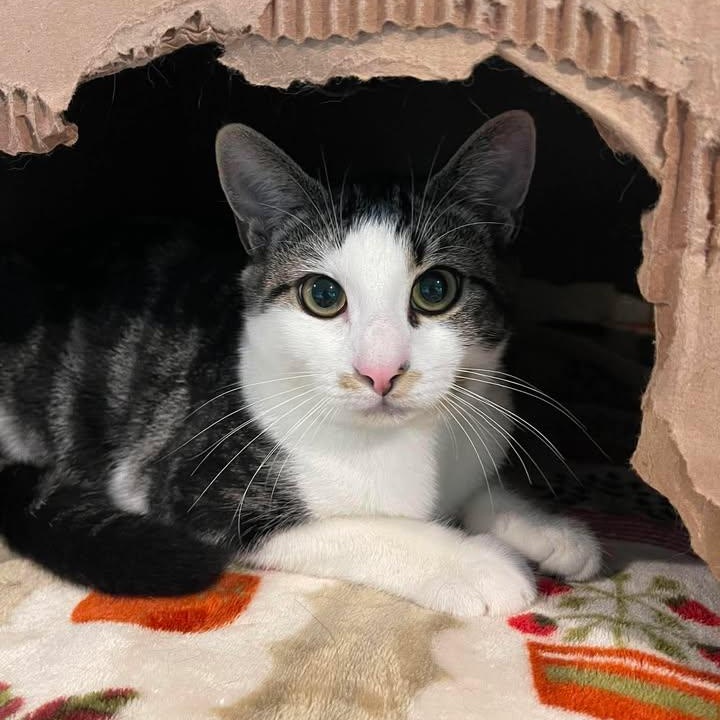 Ferncloud, Adoptable, Young Female Domestic Short Hair.