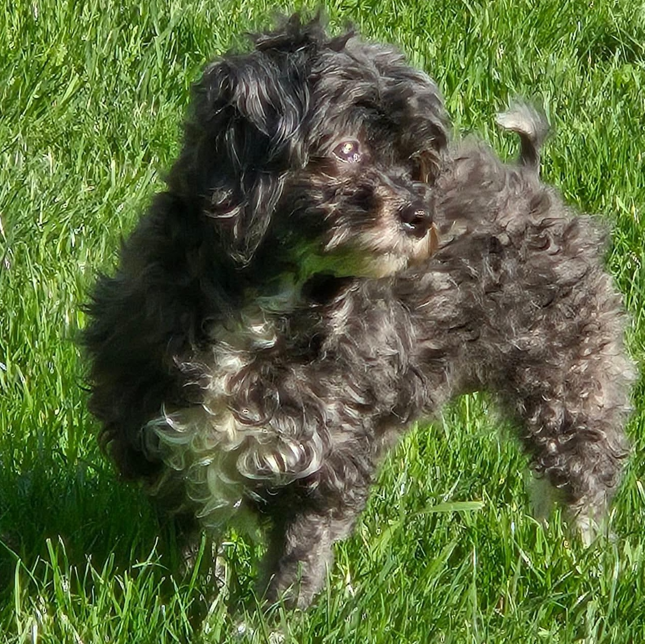 Ren, ADOPTABLE, Adult Female Poodle.