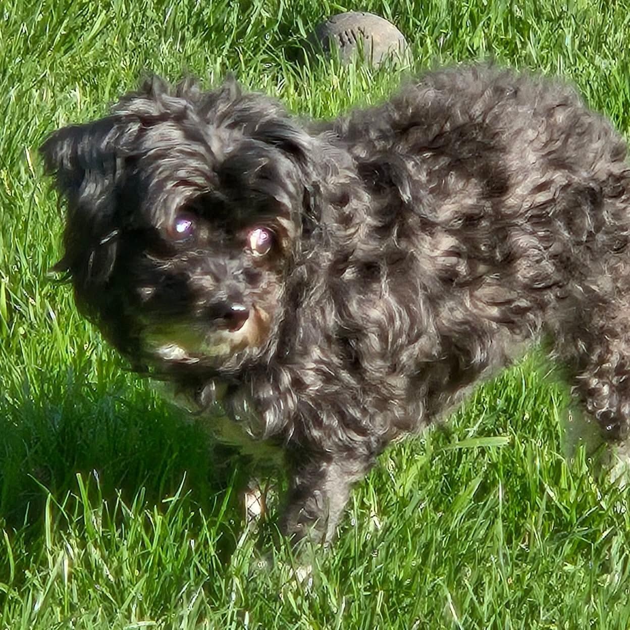 Enlarge Ren, a ADOPTABLE mixed breed in Rochester, NY image 6/6