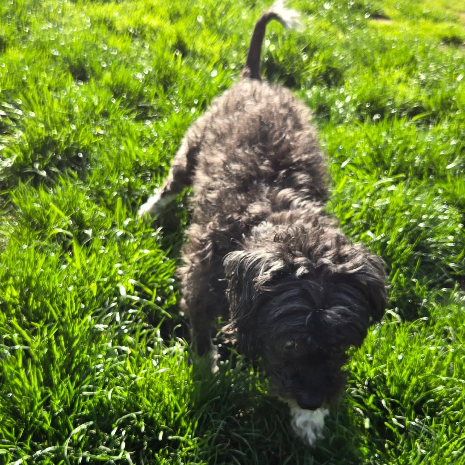 Enlarge Ren, a ADOPTABLE mixed breed in Rochester, NY image 2/6