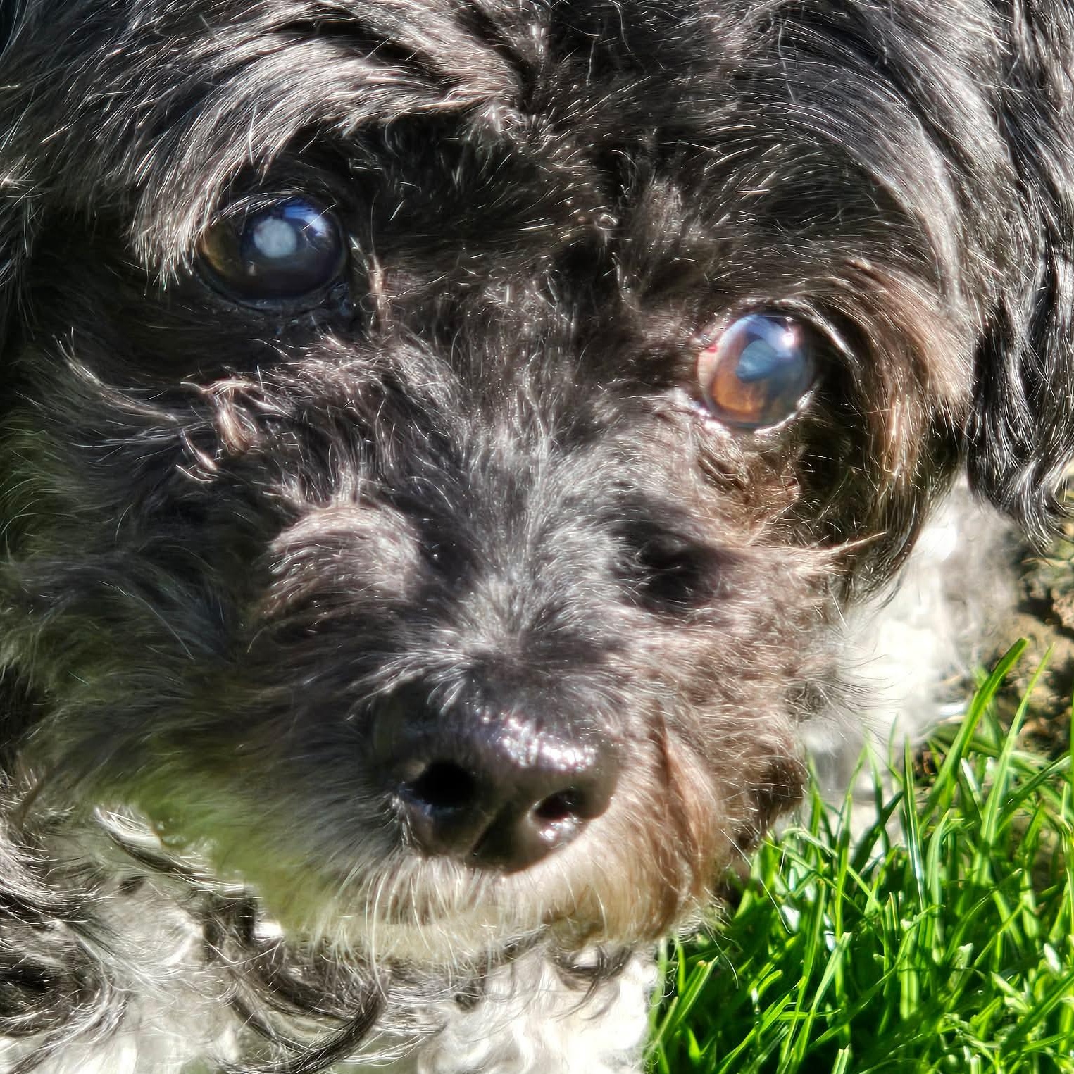 Enlarge Ren, a ADOPTABLE mixed breed in Rochester, NY image 4/6