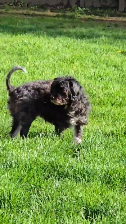 Enlarge Ren, a ADOPTABLE mixed breed in Rochester, NY video 5/6