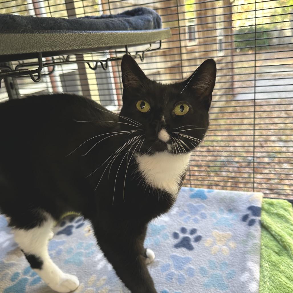 Enlarge Galinda, a Adoptable Domestic Short Hair in Hampton Bays, NY image 1/1