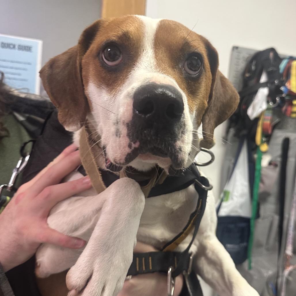 Enlarge Bernie, a Adoptable Mixed Breed in Charleston, WV image 1/1