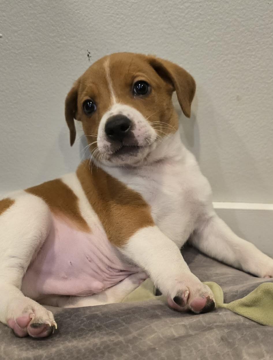 Enlarge Mario, an adopted mixed breed in Grand Rapids, MI image 2/2