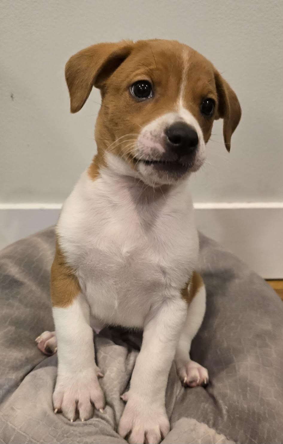 Enlarge Mario, an adopted mixed breed in Grand Rapids, MI image 1/2