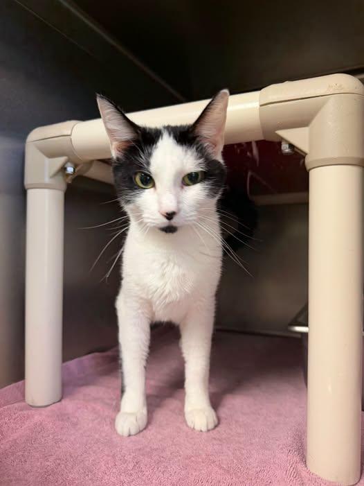 Enlarge Sasha - at Petsense in mad hgts, a Adoptable Domestic Short Hair in Amherst, VA image 1/1