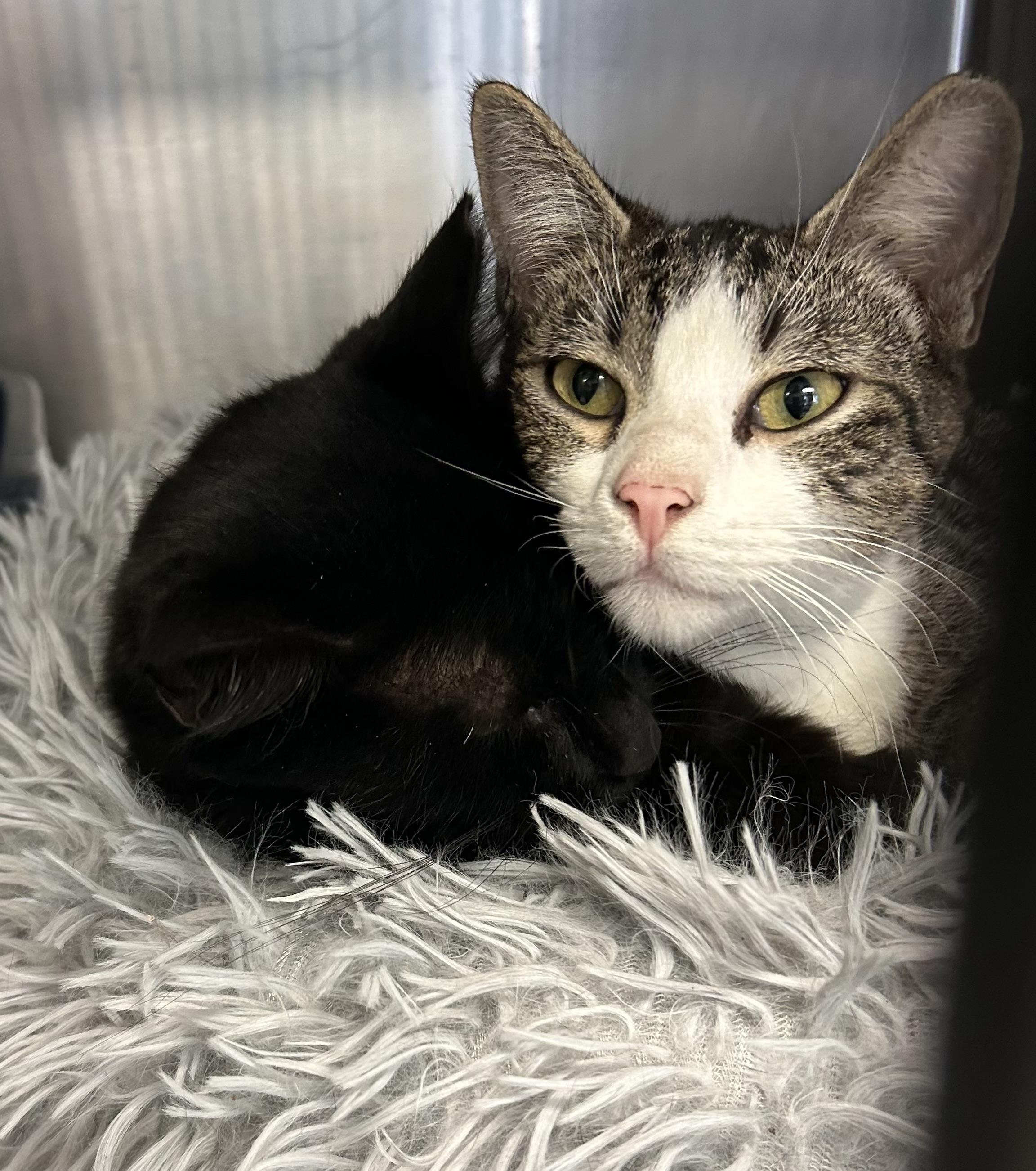 Enlarge Glen and Tazmania, a ADOPTABLE Domestic Short Hair in Sudbury, MA image 1/1