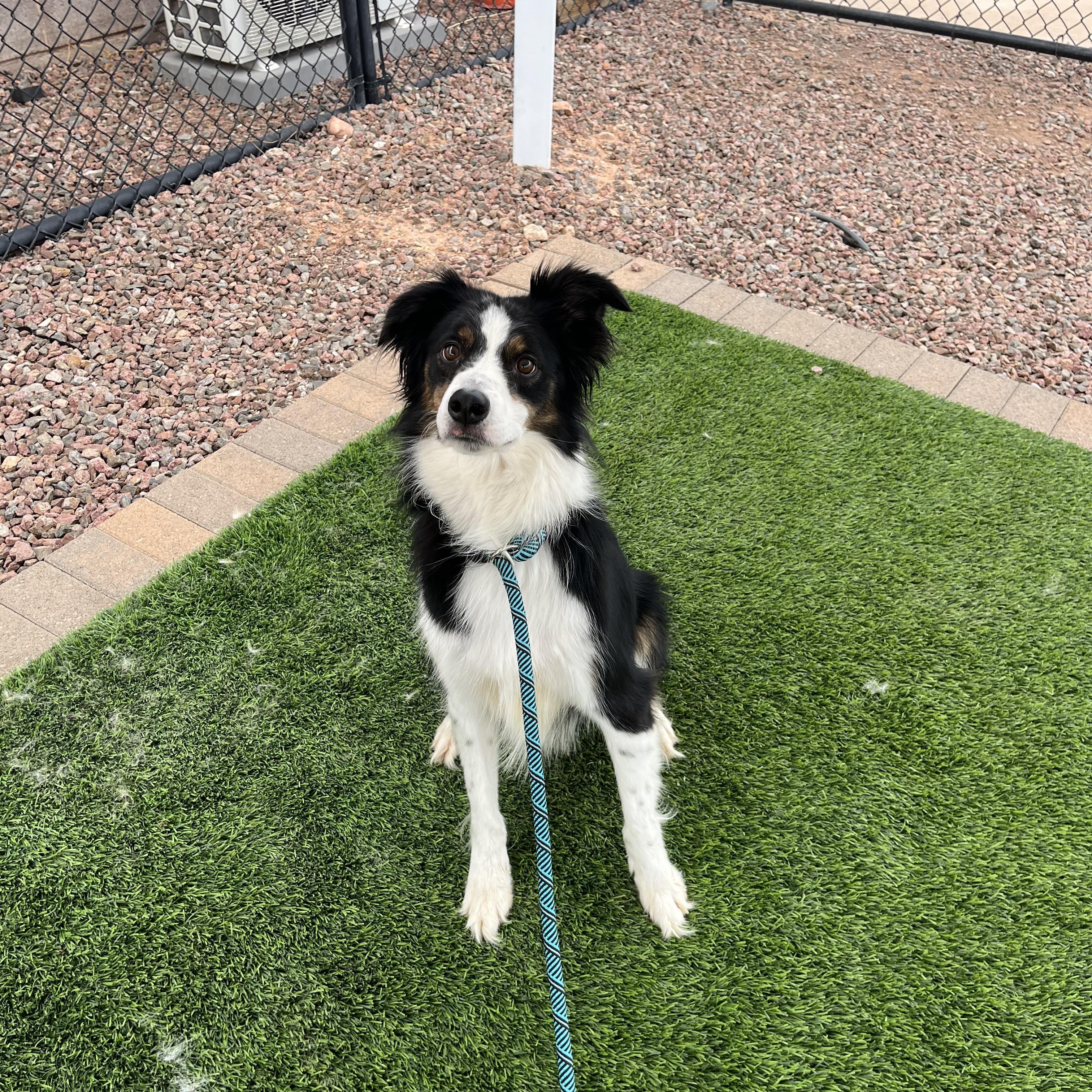 Tobi, adoptable, Adult Male Border Collie.