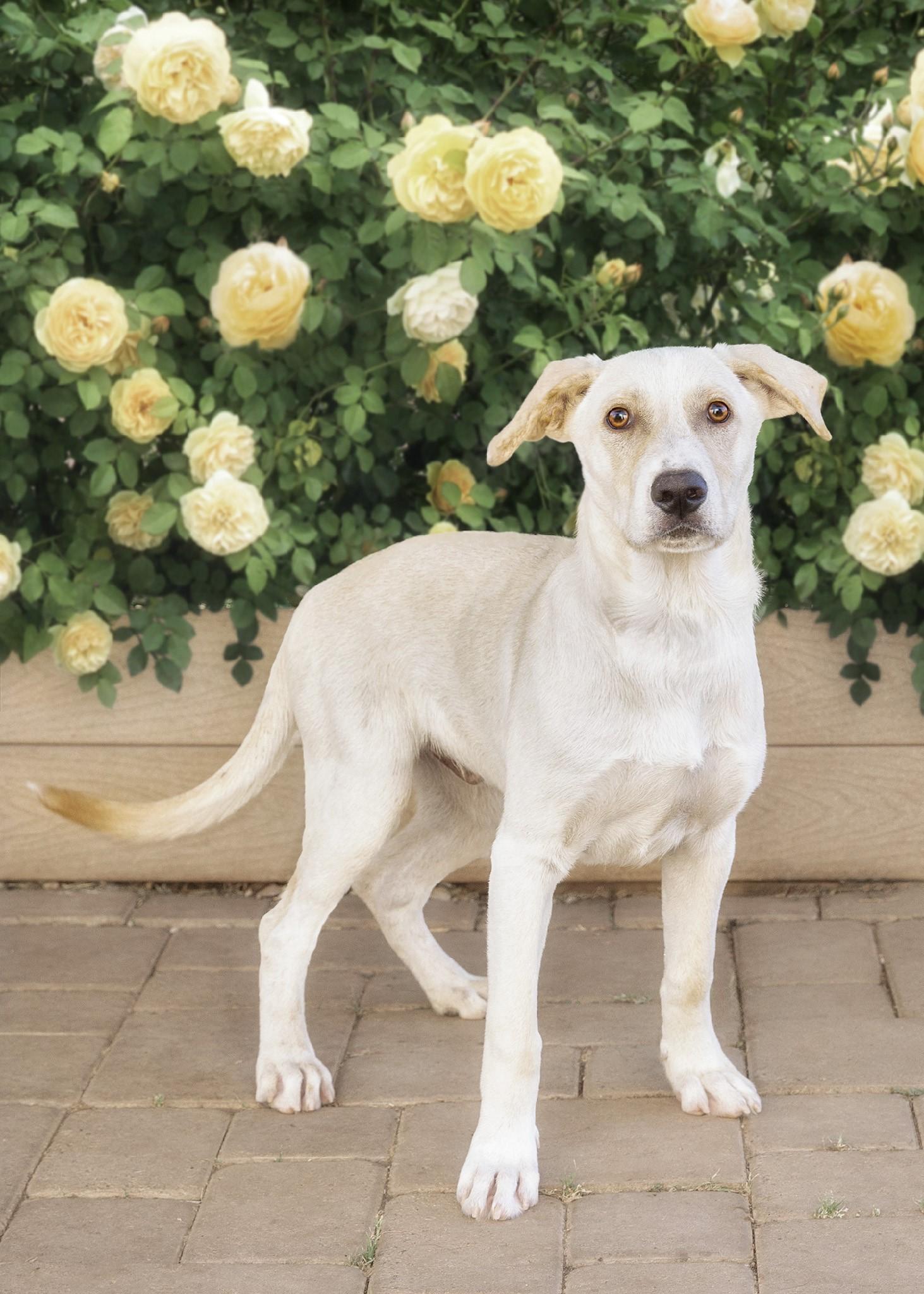 Enlarge Socrates, a Adoptable mixed breed in El Cajon, CA image 3/4