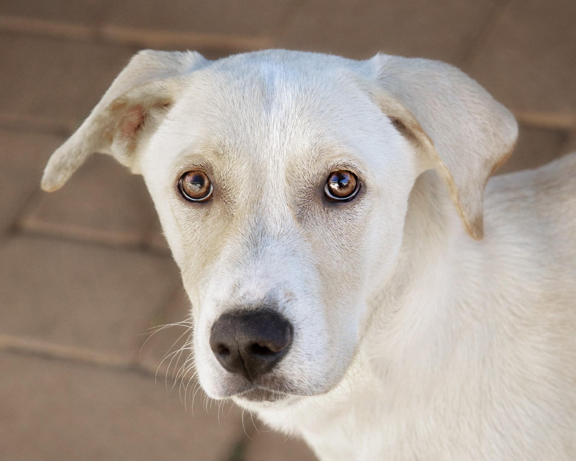 Enlarge Socrates, a Adoptable mixed breed in El Cajon, CA image 2/4