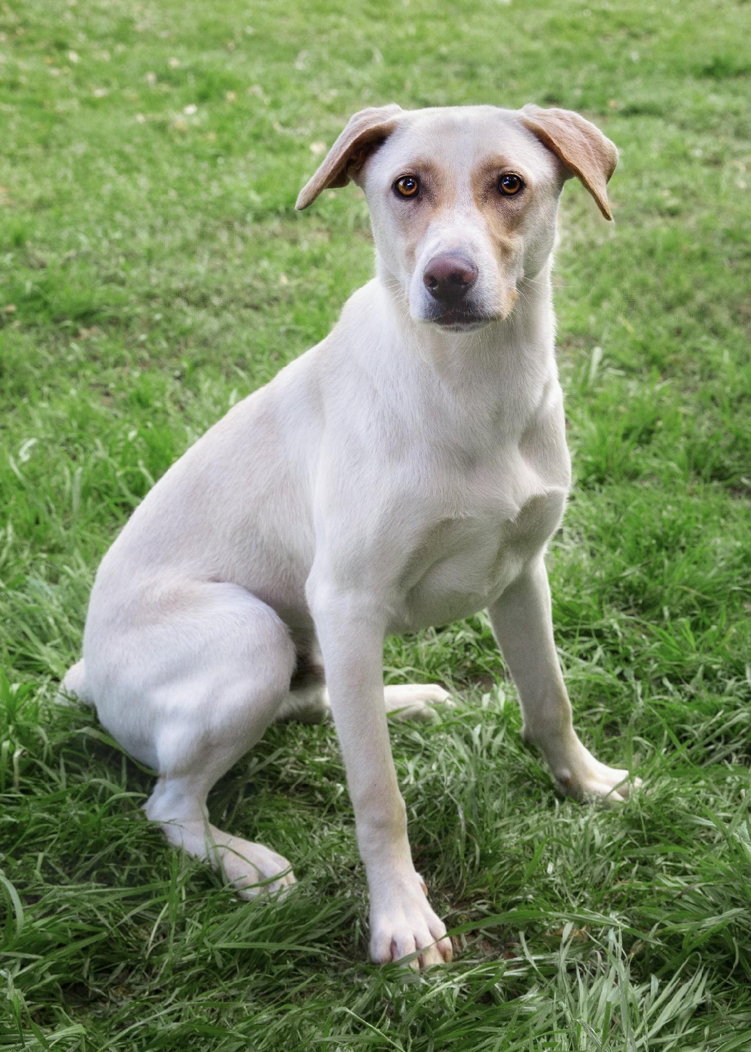 Socrates, Adoptable, Adult Male German Shepherd Dog & Rottweiler.